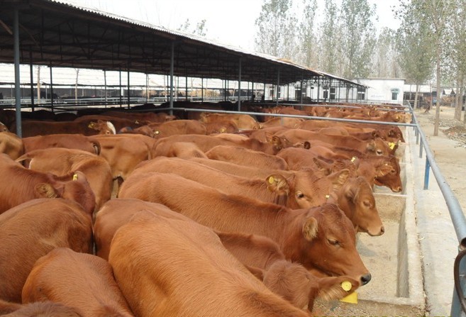 肉牛預混料