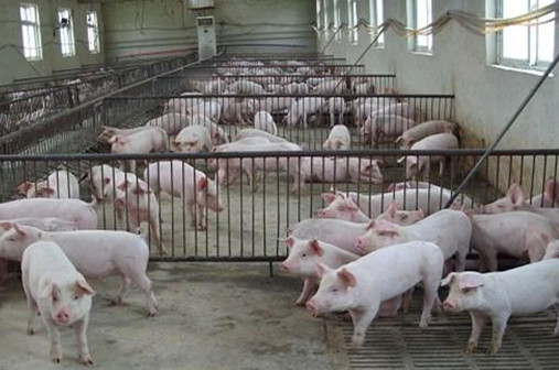 育肥豬飼料