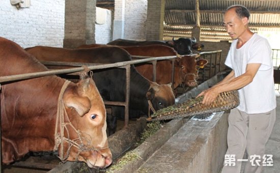 3、一公斤育肥牛西門塔爾日飼料成本是多少