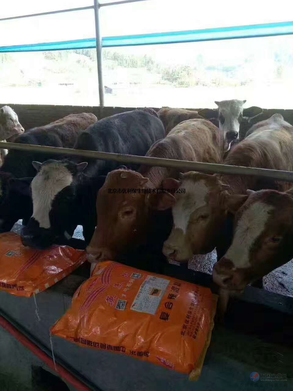 1、牛飼料:喂牛生長最快的飼料